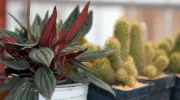 Cattleya, el emprendimiento de orquídeas que sirve como puente entre lo científico y la comunidad Cattleya, el emprendimiento de orquídeas que sirve como puente entre lo científico y la comunidad