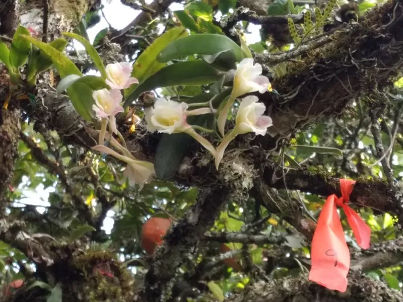 Estudio de profesora javeriana revela que fragmentación de los bosques afecta a población de orquídeas epífetas